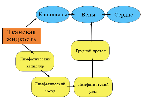 Связь кровеносной и лимфатической системы svyaz_krovi_i_limfy